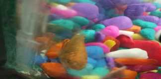 Pet fishes in an aquarium