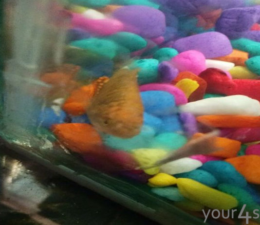 Pet fishes in an aquarium